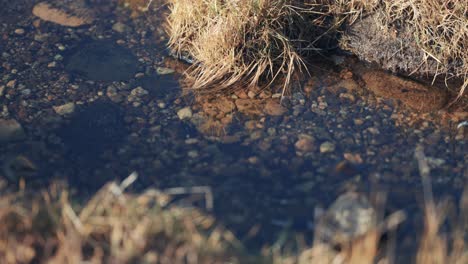 A-close-up-shot-of-the-small-shallow-stream-with-a-rocky-bottom-and-grassy-banks