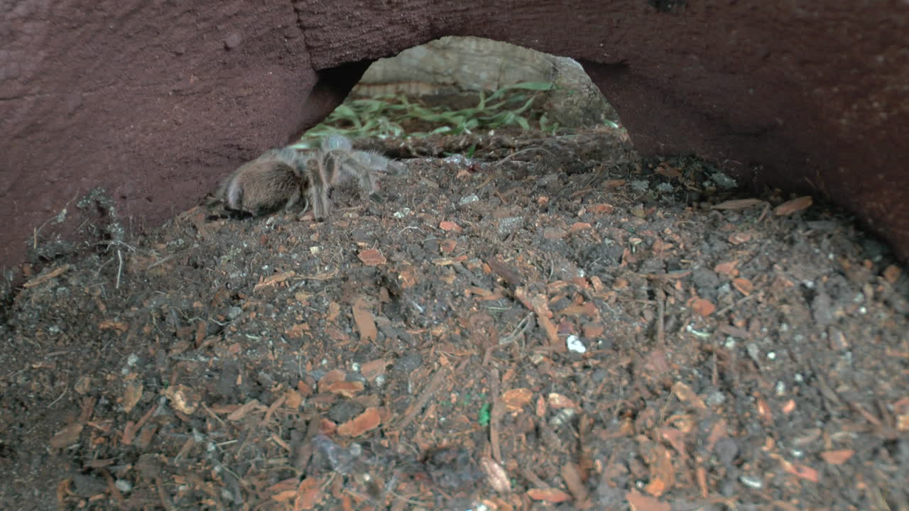 vista frontal de cerca de tarántula andante