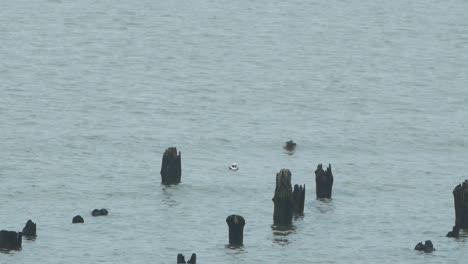 Long-tailed-ducks-flock-swimming-in-water-and-looking-for-food,-overcast-day,-distant-shot