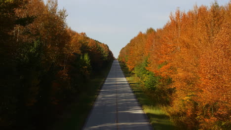 scenic autumn road through a vibrant forest