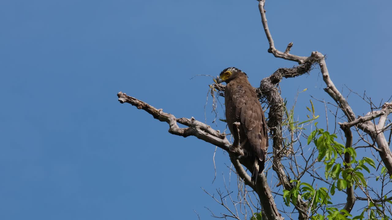 mirando hacia la izquierda y hacia abajo durante un hermoso día con cielo azul, águila serpiente de cresta spilornis cheela, tailandia