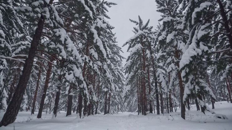 A serene winter forest scene with snow-laden trees, captured from a low-angle, evoking a tranquil