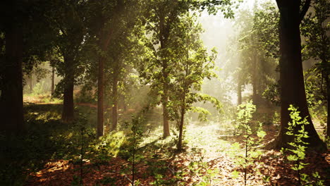a sunbeam shining through a forest