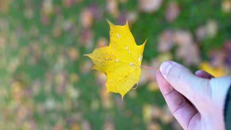 person hold and inspect golden leaf of maple tree, pov view