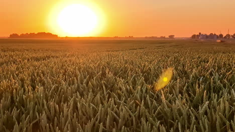 el atardecer dorado sobre un campo de trigo