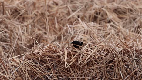 a red winged blackbird explores the reeds near a small pond