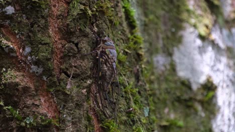 Sticking-on-a-mossy-bark-of-the-tree-as-seen-in-the-jungle,-Cicada,-Thailand