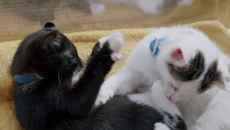 two domestic black and white cats playfully interacting on a blanket