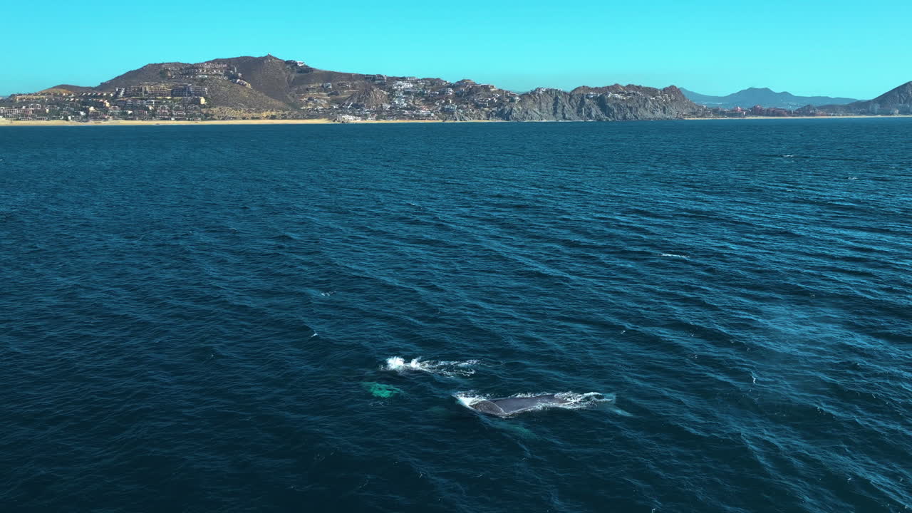 воздушный вид приближающихся китов на побережье баха-калифорнии, мексика