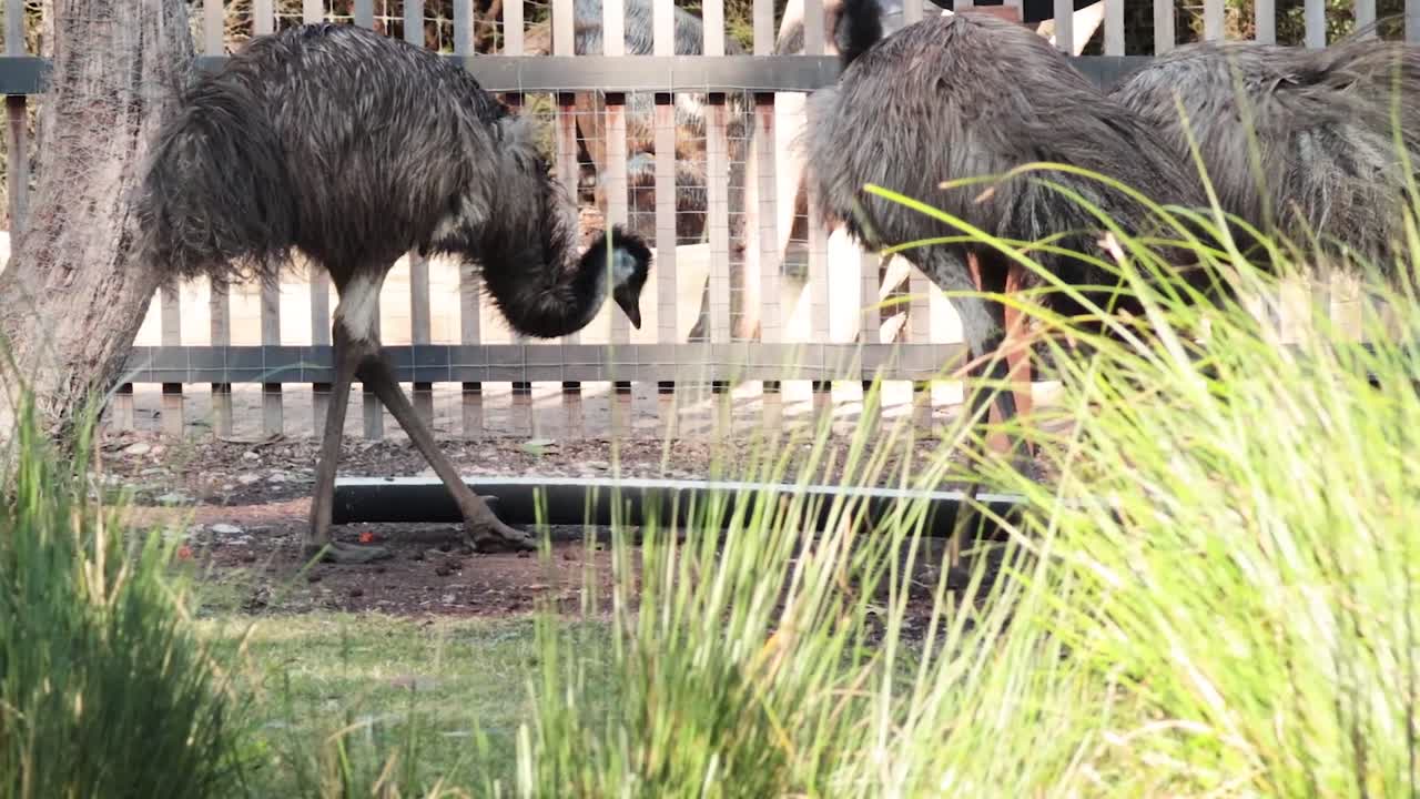 Two emus are seen grazing and walking behind a wooden fence in a grassy zoo enclosure.