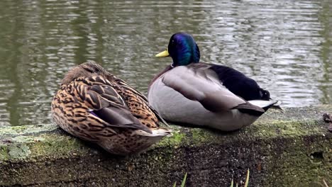 A-pair-of-mallard-ducks-rest-motionless