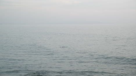 wavy ocean waters of malibu with dolphin sightings on the surface in california in the evening