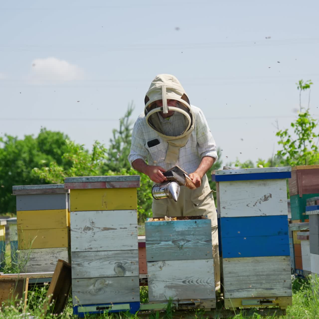 Apiculturist calming down the bees with the help of a smoker. Male specialist sweeps off carefully the bees with a long brush