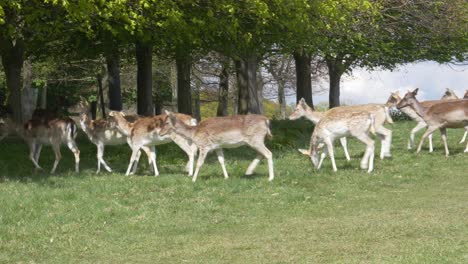 Herd-of-Fallow-Deers-Walked-Towards-The-Shade-Of-Tree-In-Phoenix-Park,-Dublin,-Ireland