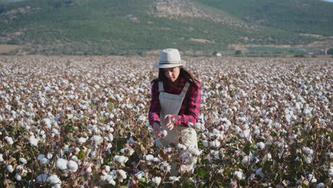 cotton picking season. blooming cotton field, young woman evaluates crop before harvest, under a golden sunset light.