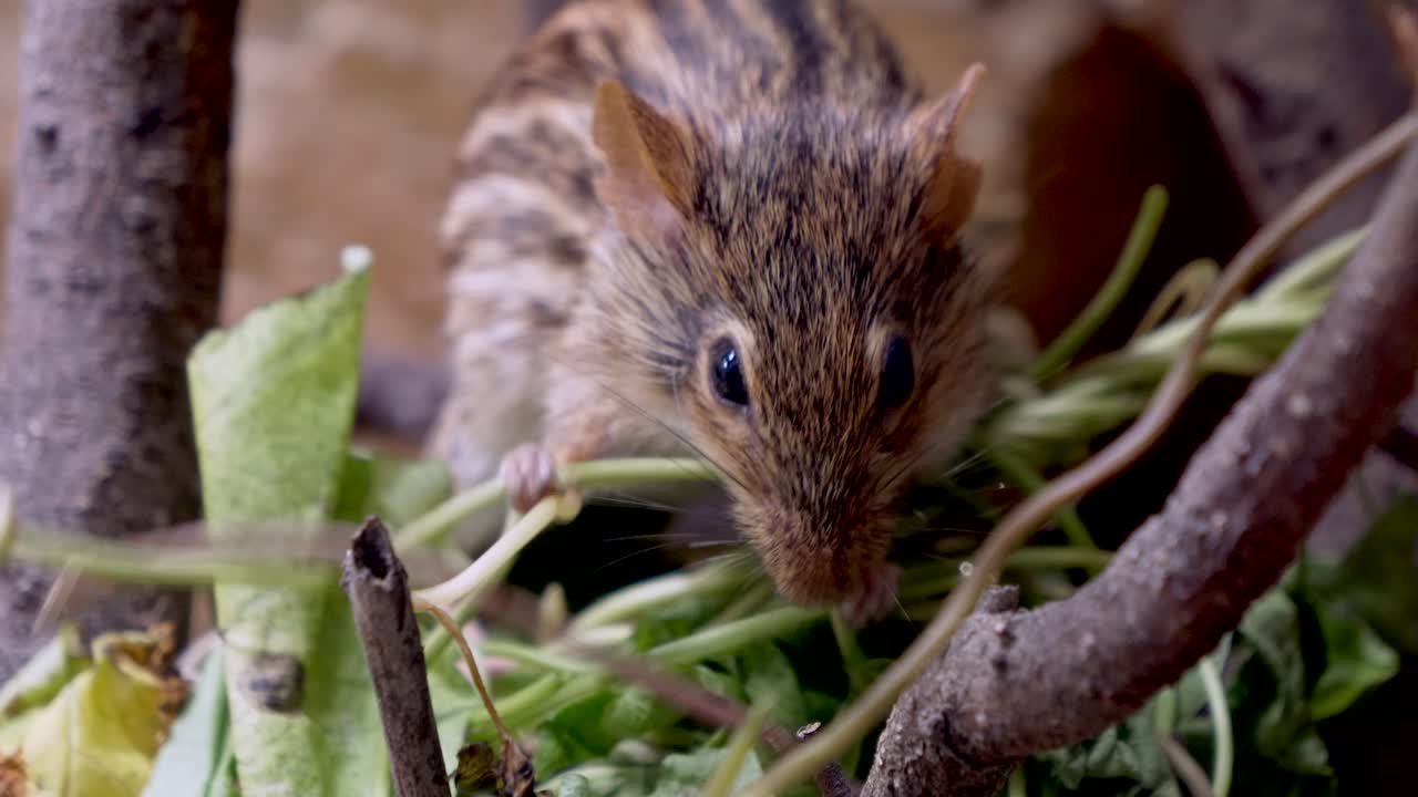 Cute Grass Mouse or Lemniscomy Barbarus eating plants in wilderness,close up