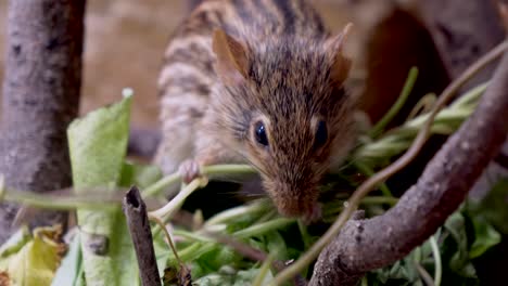 cute grass mouse or lemniscomy barbarus eating plants in wilderness,close up