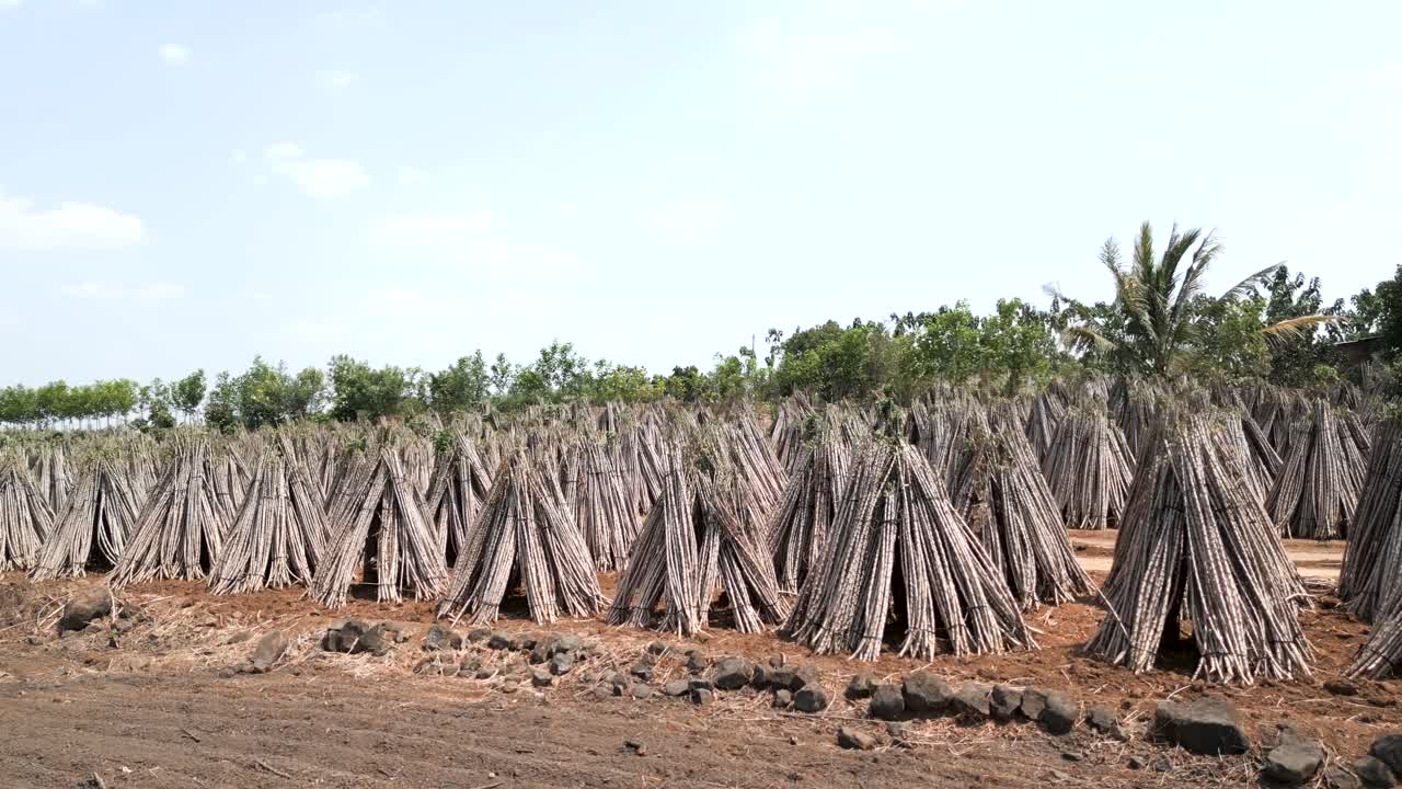 Cassava Farm Drying Process