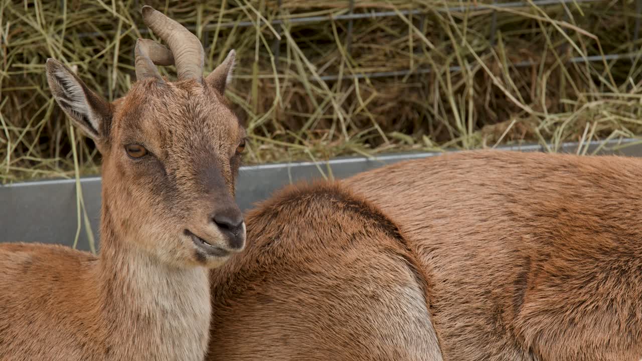 Horned goat calmly chews hay in natural light, rural Scottish Highlands pasture, medium close-up shot