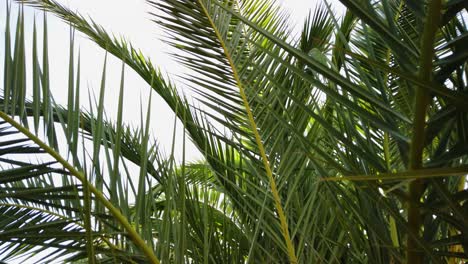 lush background of luxurious long palm tree leaves, fronds sway slowly