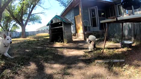 SLOW-MOTION---White-husky-dog-chases-a-dog-toy-in-the-yard-well-the-cat-sits-there-watching