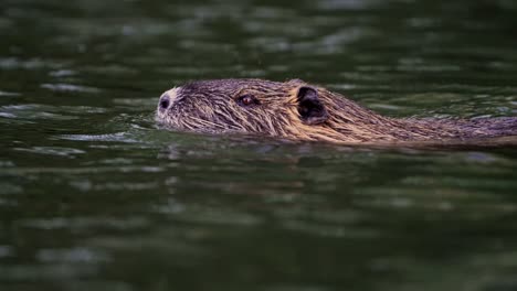 a wild coypu or nutria {myocastor coypus) swimming across a river in south america