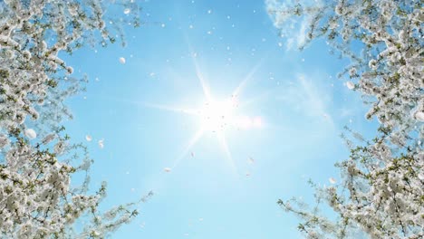 ascending through heavenly white flower petals. looping animation