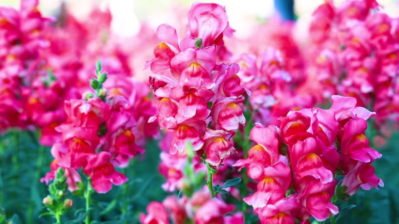 활기찬 스드래곤이 울창한 정원에서 꽃을 피우고 있습니다.