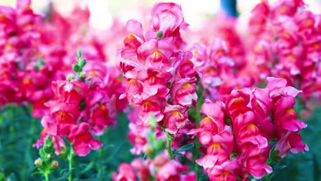 vibrantes snapdragons floreciendo en un jardín exuberante