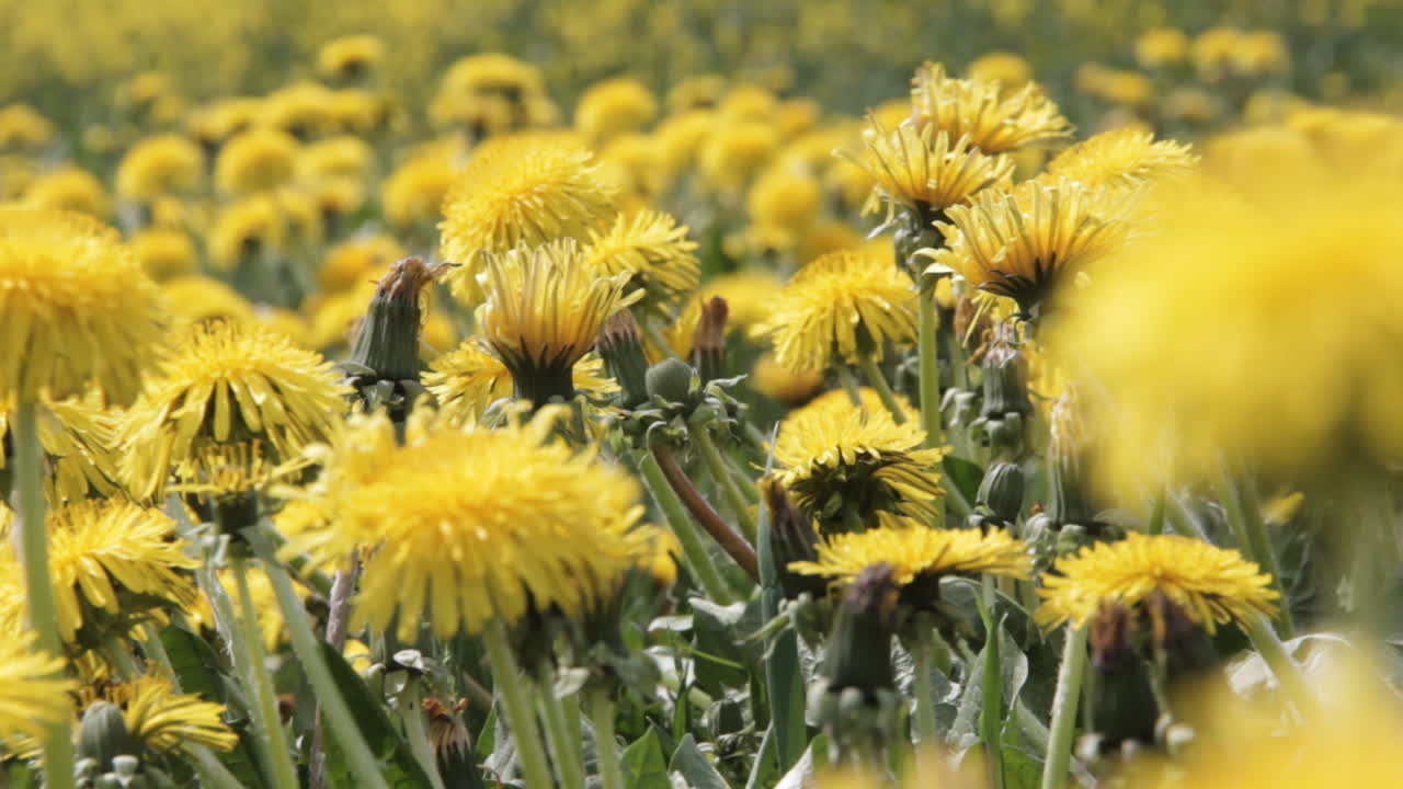 Sfondo di un campo di tarassaco in una giornata di sole