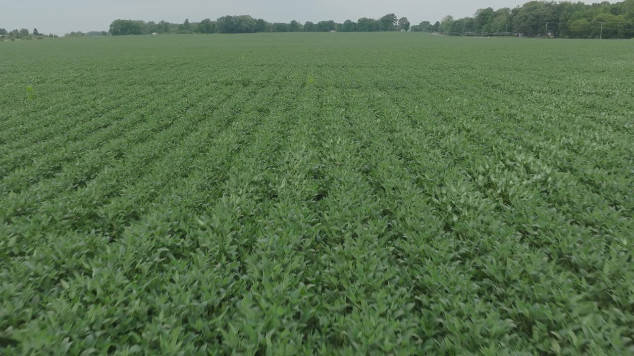 retiro de un campo de soja en el campo