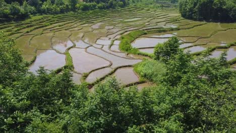 Sommerlandschaft-Mit-Waldnatur,-Wunderbare-Luftaufnahme-über-Dem-Reisfeld,-Bauer,-Setzling,-Der-Bauernhof,-Vorbereitung-Auf-Die-Erntezeit,-Pflegeprozess,-Wunderbare-Menschen,-Leben-In-Ländlichen-Gebieten-Im-Iran