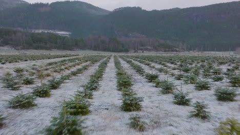 Rows-of-small-coniferous-trees-in-forestry-nursery,-christamas-tree-plantation-during-winter---aerial-drone