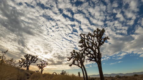 fast moving cloudscape at sunset over the mojave desert and joshua trees - time lapse