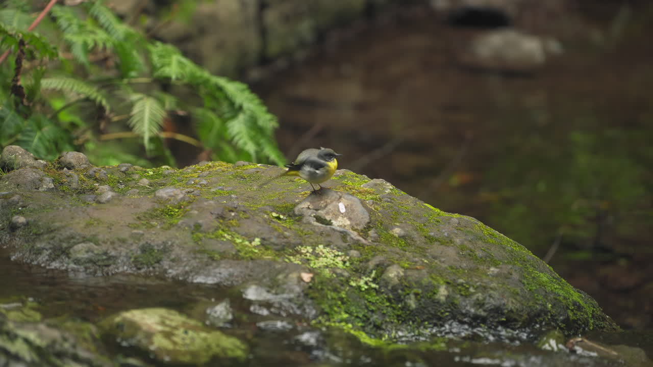 Ballerina gialla (Motacilla cinerea) nella foresta di alloro dell'isola di Madeira, Portogallo