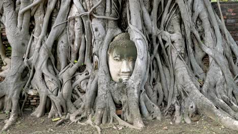 Cabeza-De-Buda-Incrustada-En-Un-árbol-Banyan---Estatua-De-Cabeza-De-Buda-De-Ayutthaya-Atrapada-En-Raíces-De-árboles-En-Wat-Maha-Que-En-El-Parque-Histórico-De-Ayutthaya-En-Tailandia