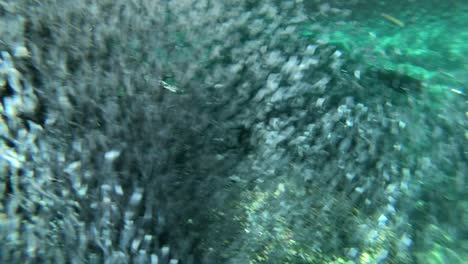 galapagos penguins hunt anchovies underwater in a huge bait ball