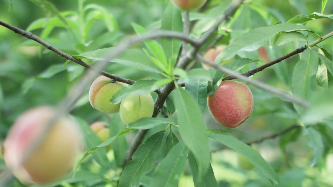 Pesche appese a un pesco in una soleggiata Florida