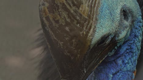 Brown-Horn-like-Casque-Atop-The-Head-Of-An-Australian-Cassowary