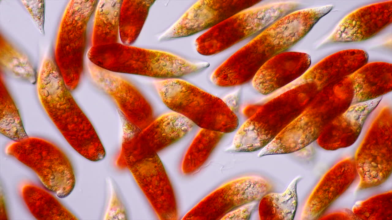 Microscopic organisms with red pigments