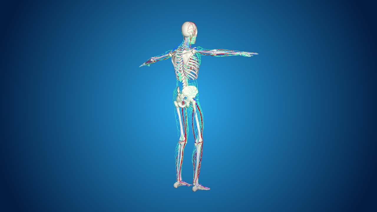 Human Body Anatomy with Skeletal and Vascular Systems