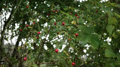Rosehip shrub in rainy weather
