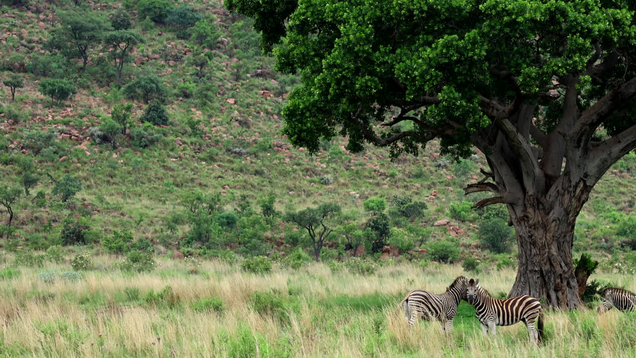 cebras descansando bajo una gran higuera silvestre en una llanura cubierta de hierba, rodeadas de vegetación