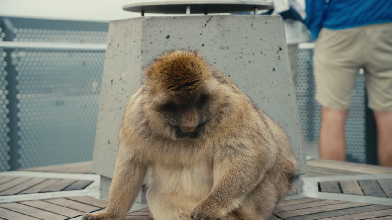 Macaco berbero anziano che riposa vicino a un'area di osservazione sulla Rocca di Gibilterra, evidenziando incontri ravvicinati tra fauna selvatica e turisti.