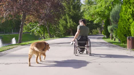 young man in a wheelchair walking his dog.