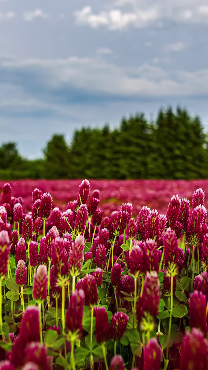 Vibrant clover field under moody sky, evoking calm and serenity