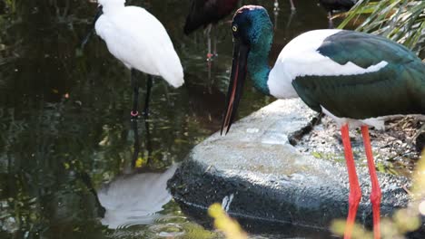 varias aves que interactúan cerca de un cuerpo de agua