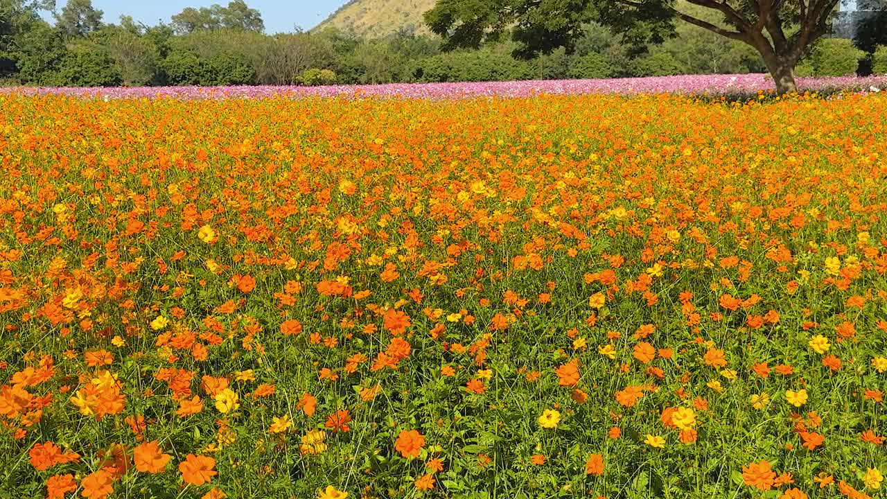 화려 한 풍경 에 다채로운 꽃 이 피고 있다