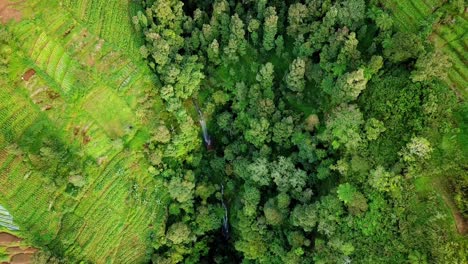 idyllic drone straight down view of waterfall, woodland with green plantation fields during daytime -