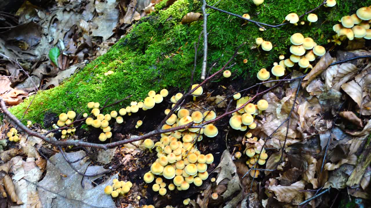 Armillaria mellea. Fotografia de cogumelos na floresta
